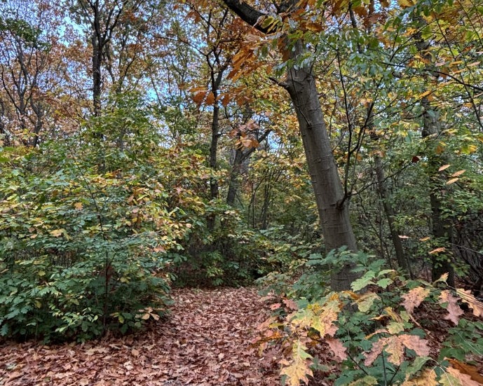 Wandelcirkel Oss Ulrike Kreiss